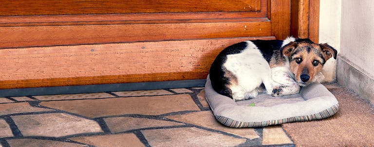 How to Train Your Small Dog to Stay Out of a Room How to Train Your Small Dog to Stay Out of a Room